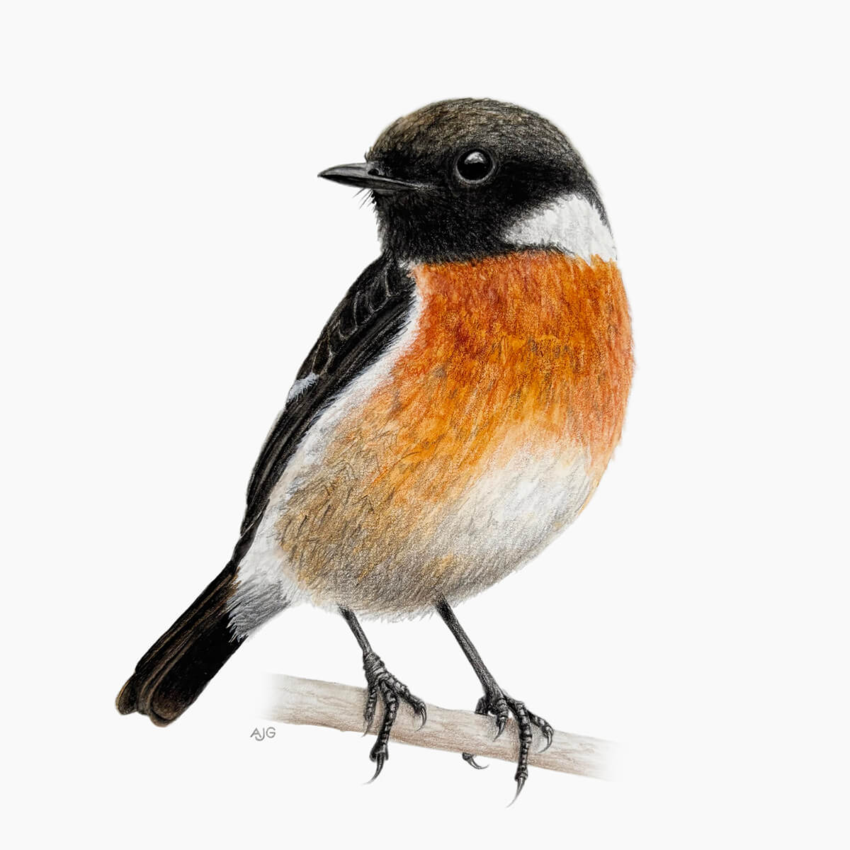 An original gouache painting of a male Stonechat bird on a branch, painted by Amanda Gosse bird artist