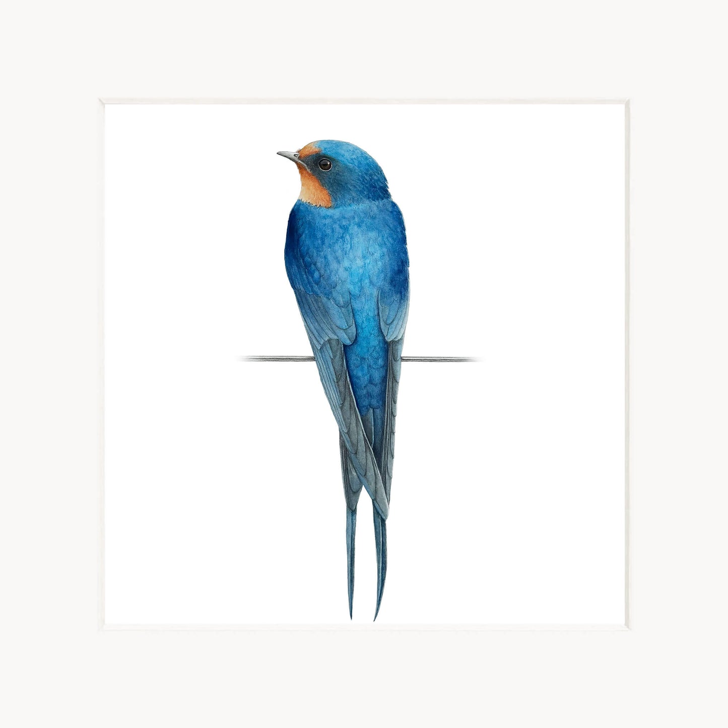 Blue bird with orange chest on a white background
