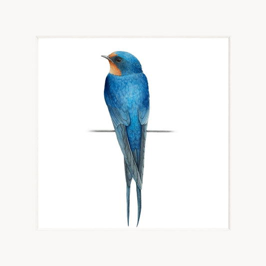 Blue bird with orange chest on a white background
