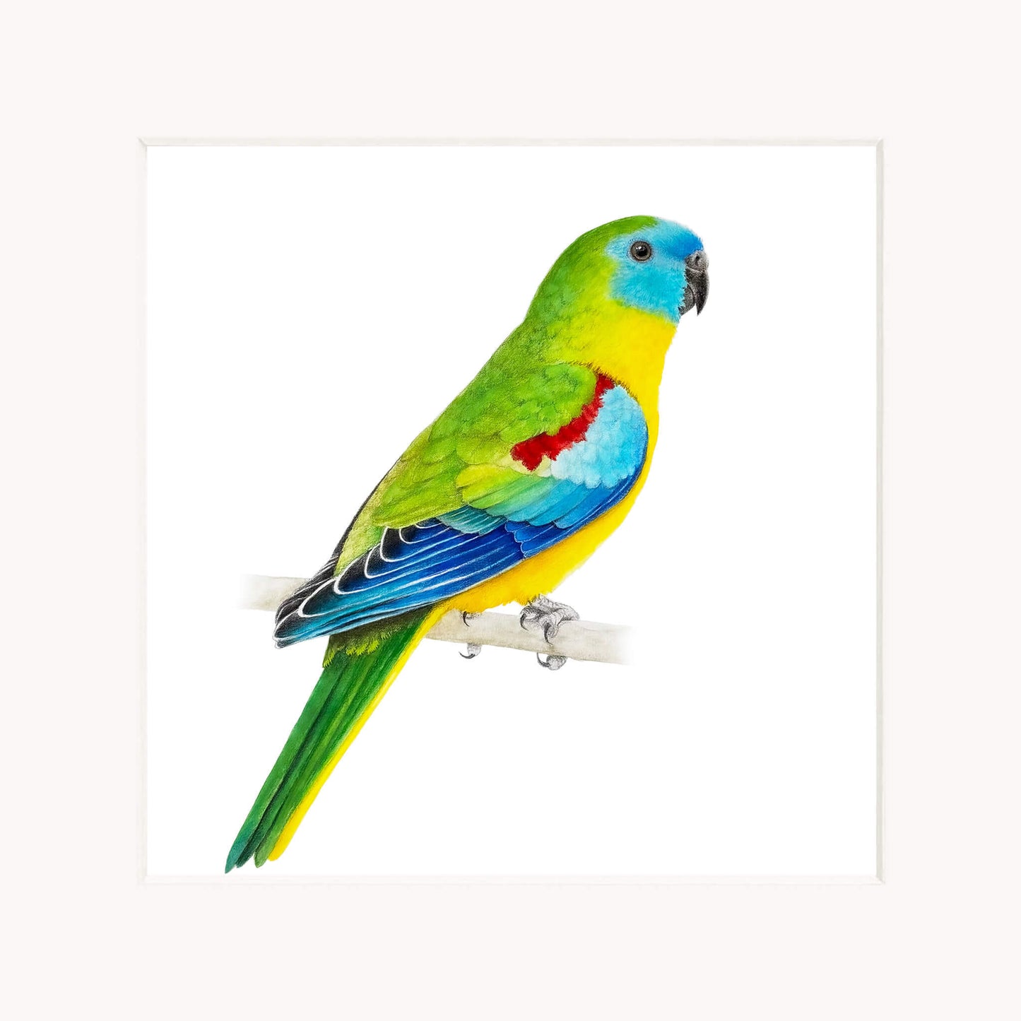 Colorful parrot perched on a branch with a white background