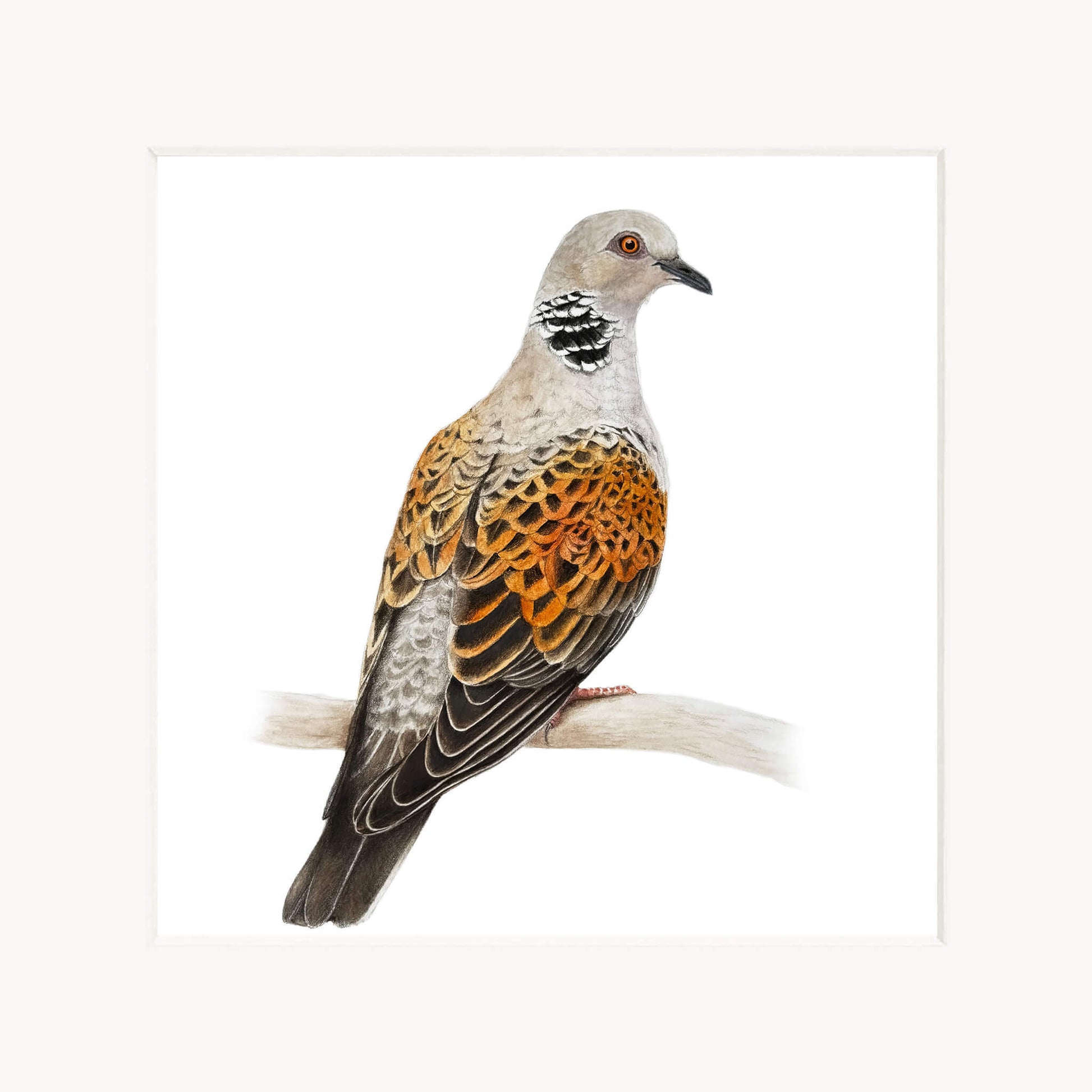 Bird with orange and brown plumage on a white background