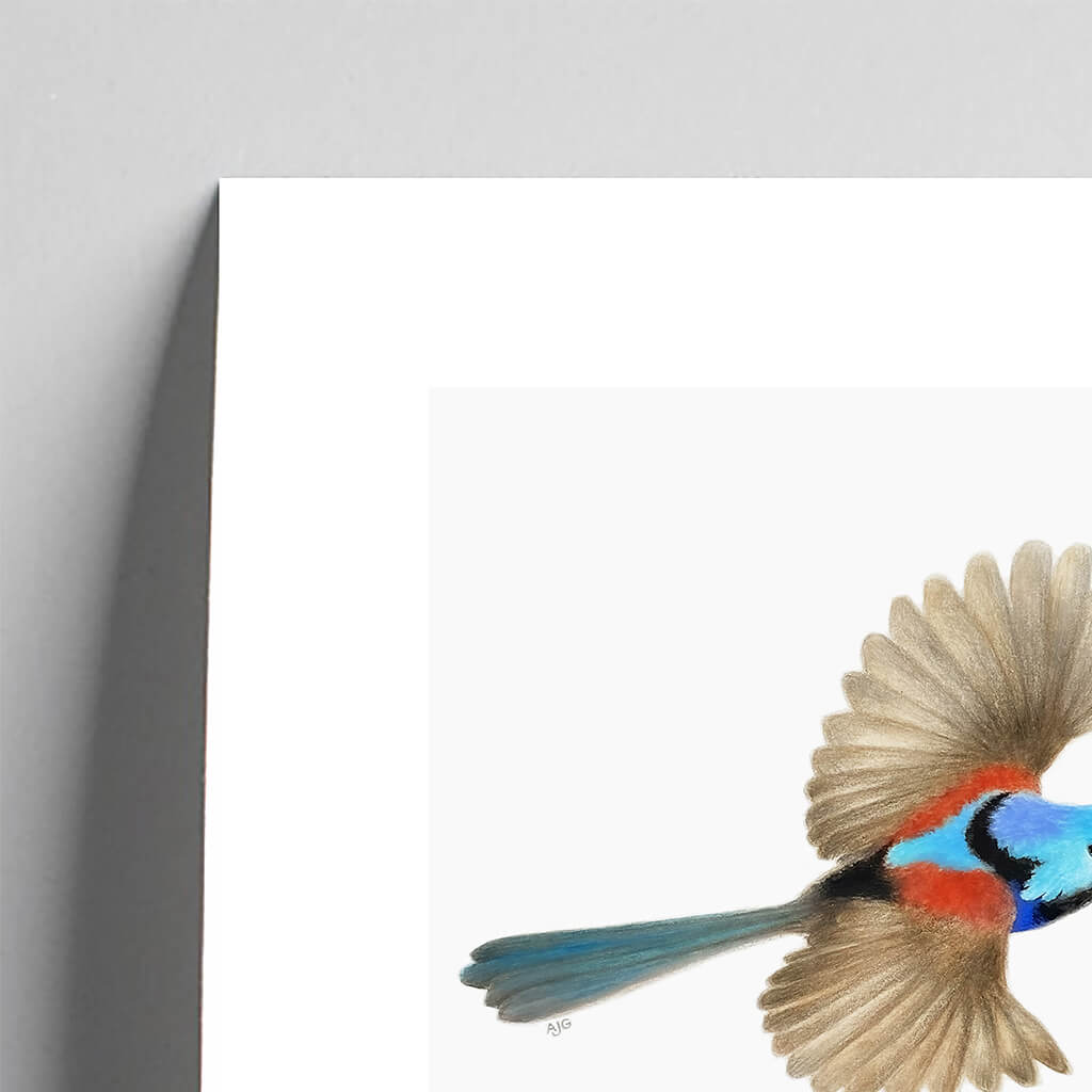 Giclée fine art print of a Variegated Fairy-wren on a pale grey background. This image shows a section, to highlight the detail.