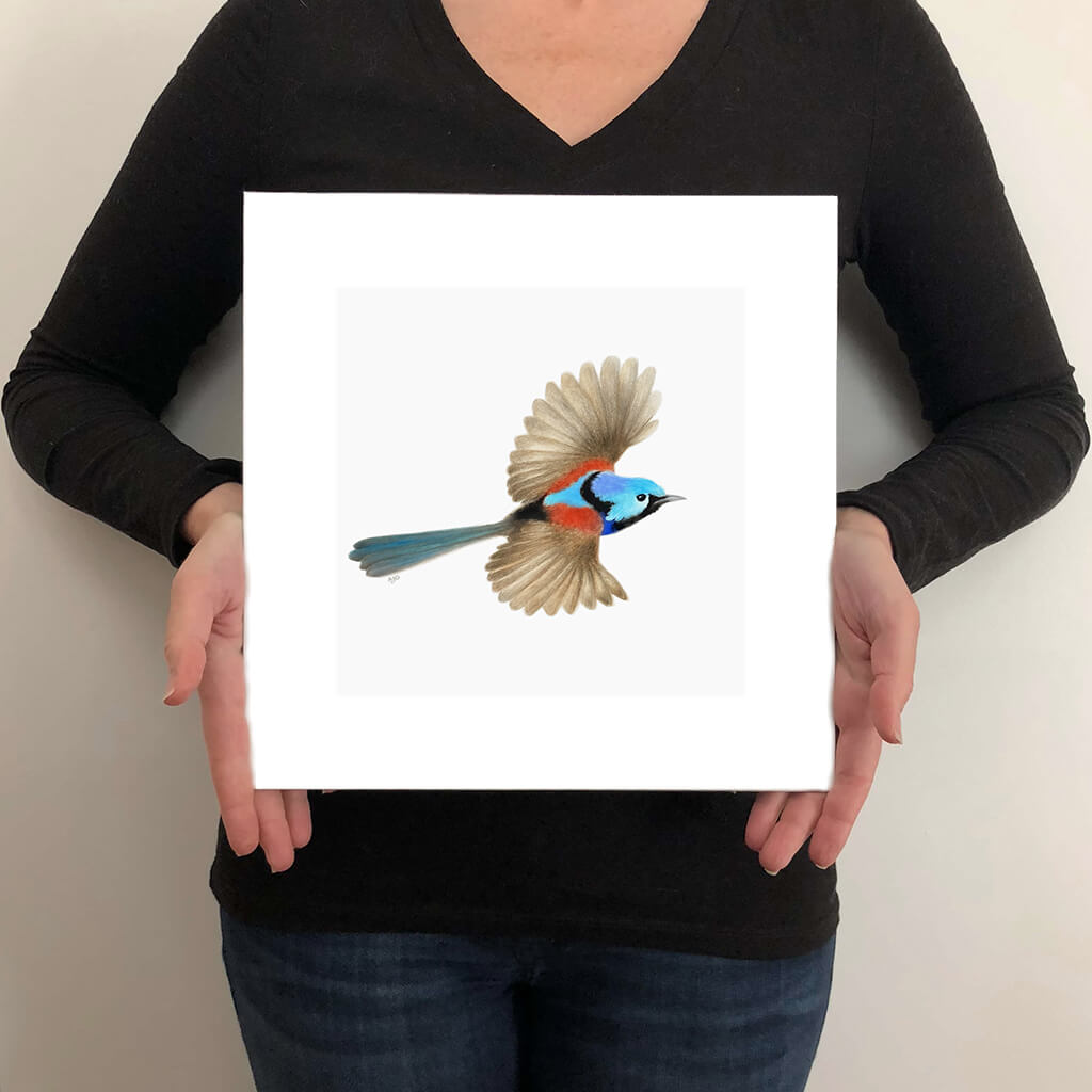 A giclée fine art print on paper of a Variegated Fairy-wren bird on a light grey background. This image illustrates the print size.