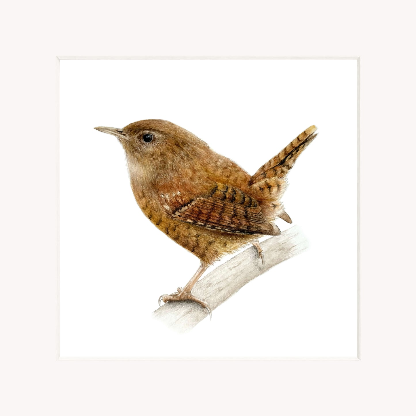 Wren perched on a branch with a white background