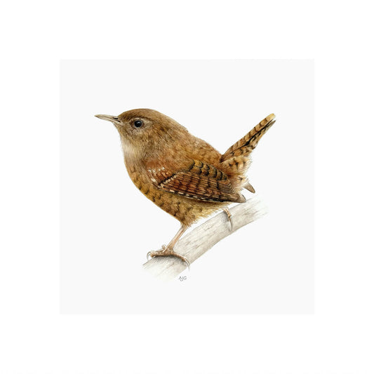 A giclee fine art print of a wren bird sitting on branch, against a pale neutral colour background.