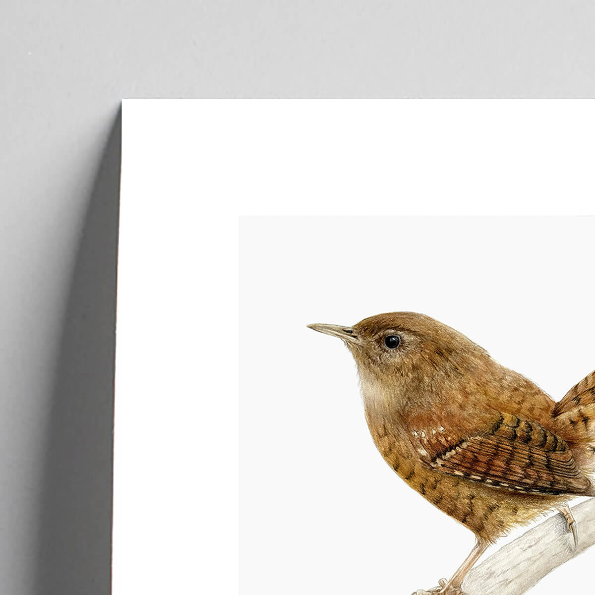 Giclee fine art print of a wren on a very pale stone background. This image shows a section, to highlight the detail.