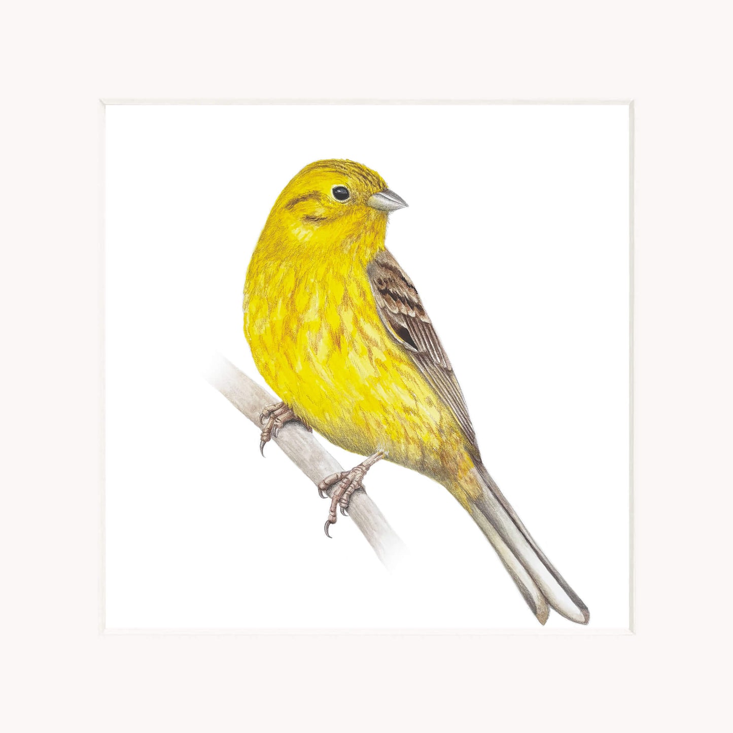 Yellowhammer bird perched on a branch with a white background
