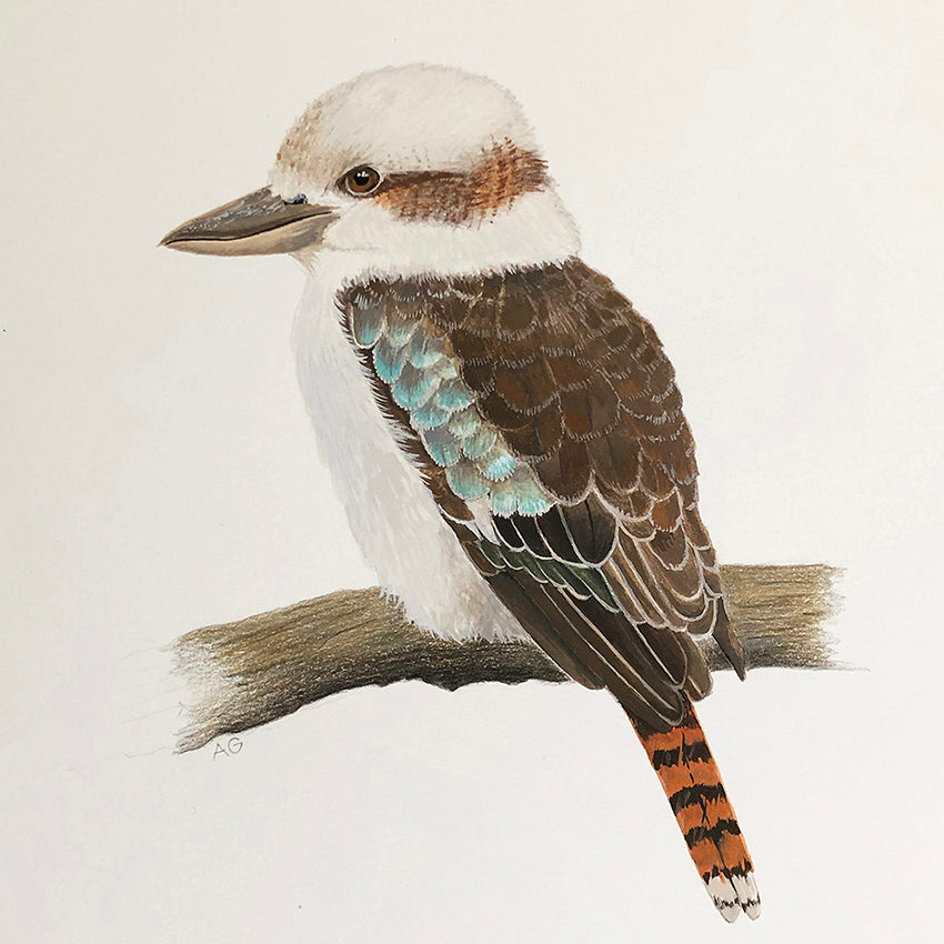 Kookaburra Original Painting by Amanda Gosse
