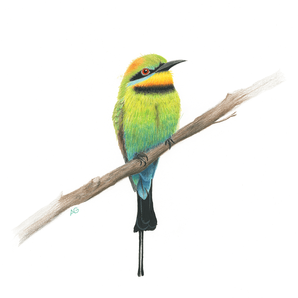 Gouache painting and colour pencil drawing of a rainbow bee-eater bird on high quality 300gsm watercolour paper