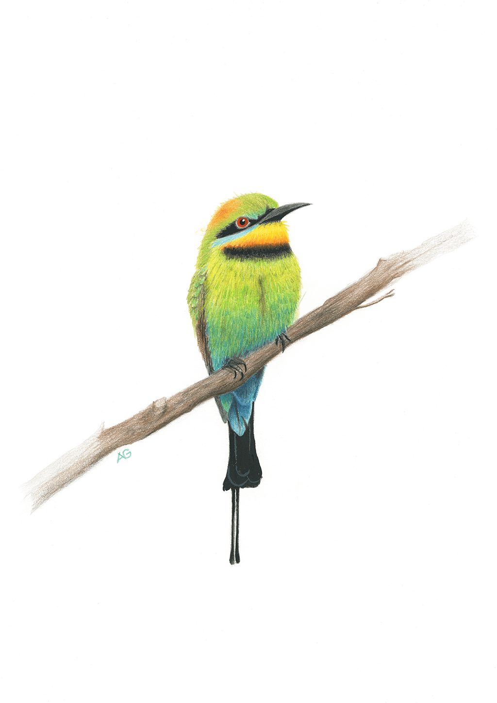 Rainbow bee-eater bird gouache painting and colour pencil drawing on high quality 300gsm watercolour paper