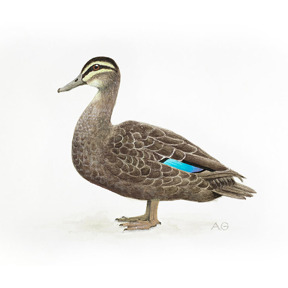 Pacific Black Duck Fine Art Print by Amanda Gosse