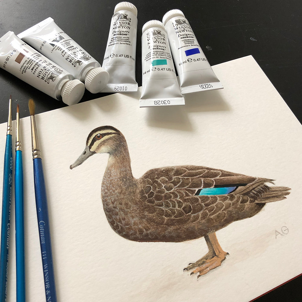 Fine Art Bird Print Pacific Black Duck