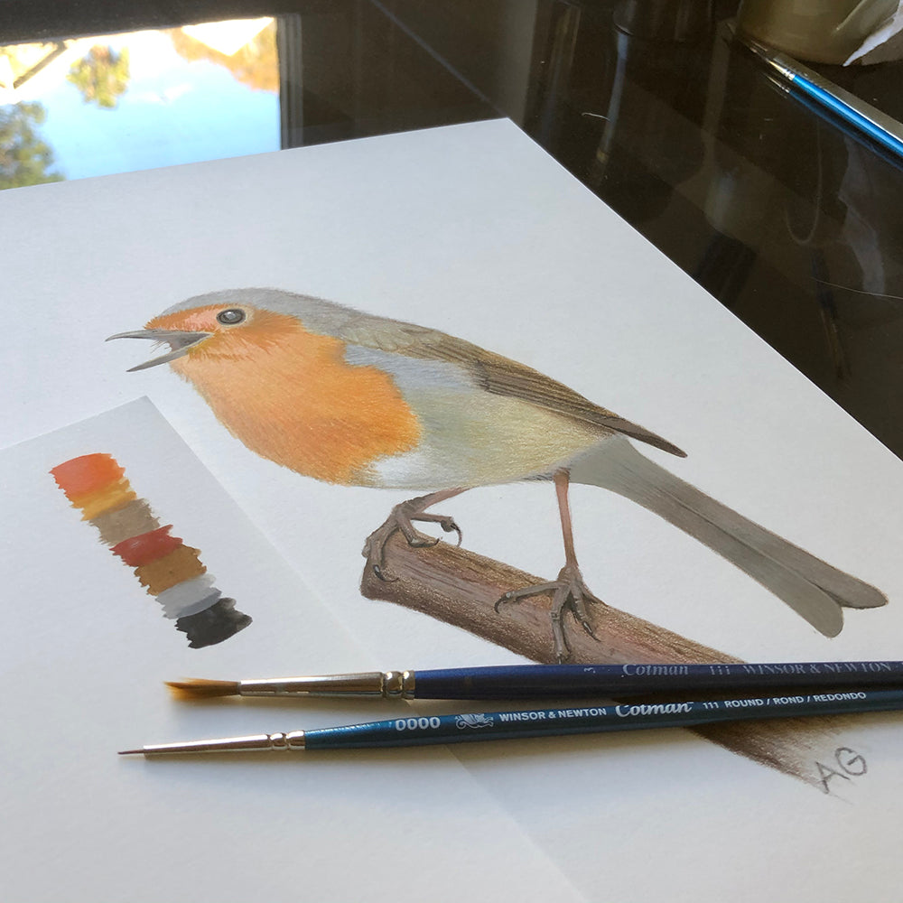Bird artwork original of a European robin #birdart