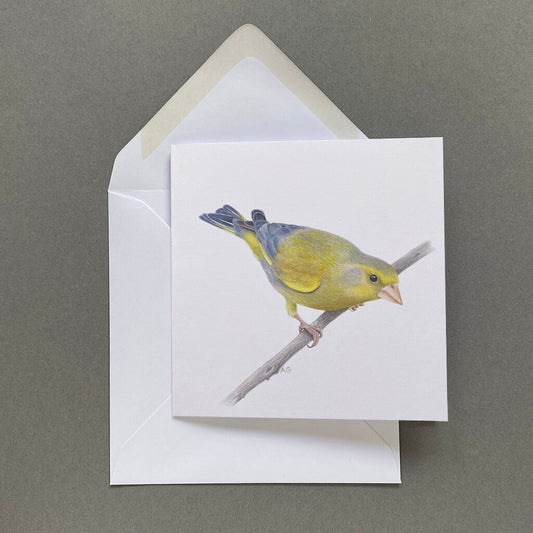 Greenfinch fine art greetings card by Amanda Gosse