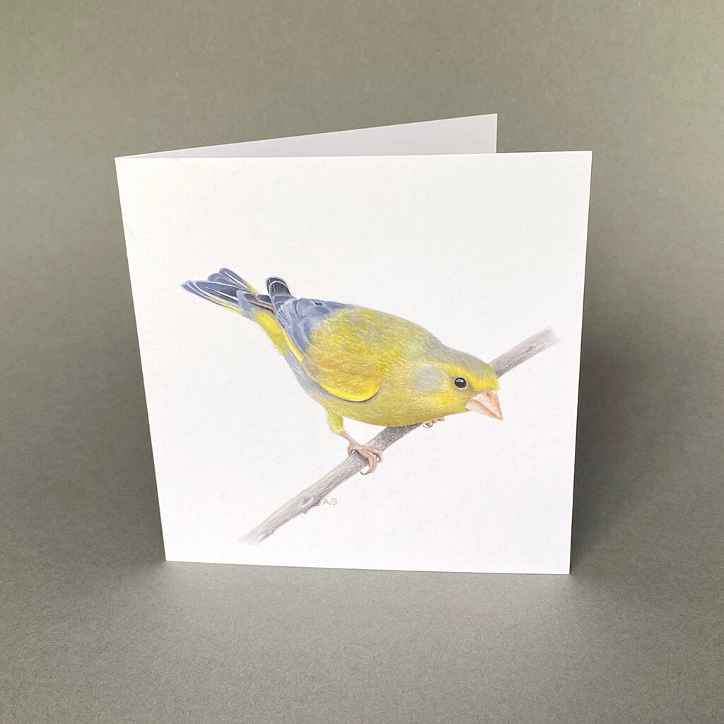 British Bird Greenfinch fine art greetings card by Amanda Gosse