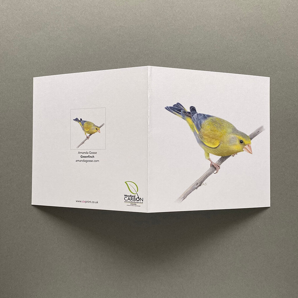 Greenfinch fine art song bird greetings card by Amanda Gosse
