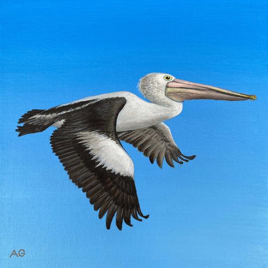 Pelican in flight painting by Amanda Gosse. Original acrylic artwork on canvas panel. 