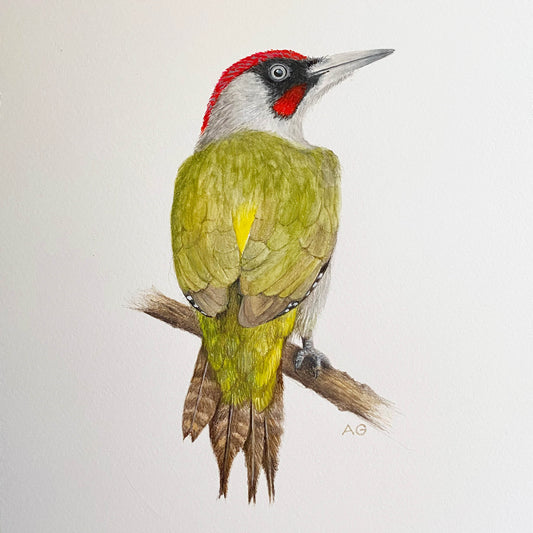 Green Woodpecker A4 Gouache Painting by Amanda Gosse