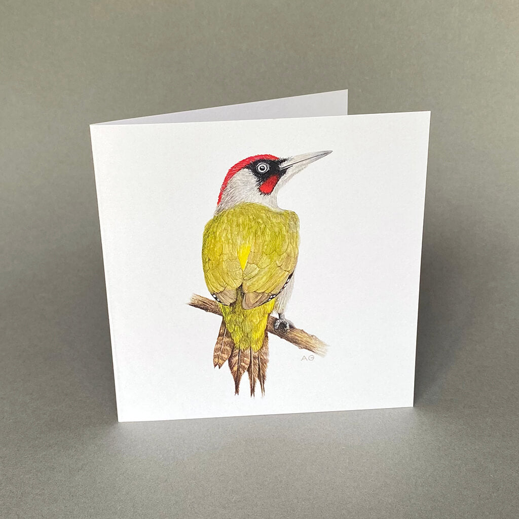 British Bird Green woodpecker fine art greetings card by Amanda Gosse