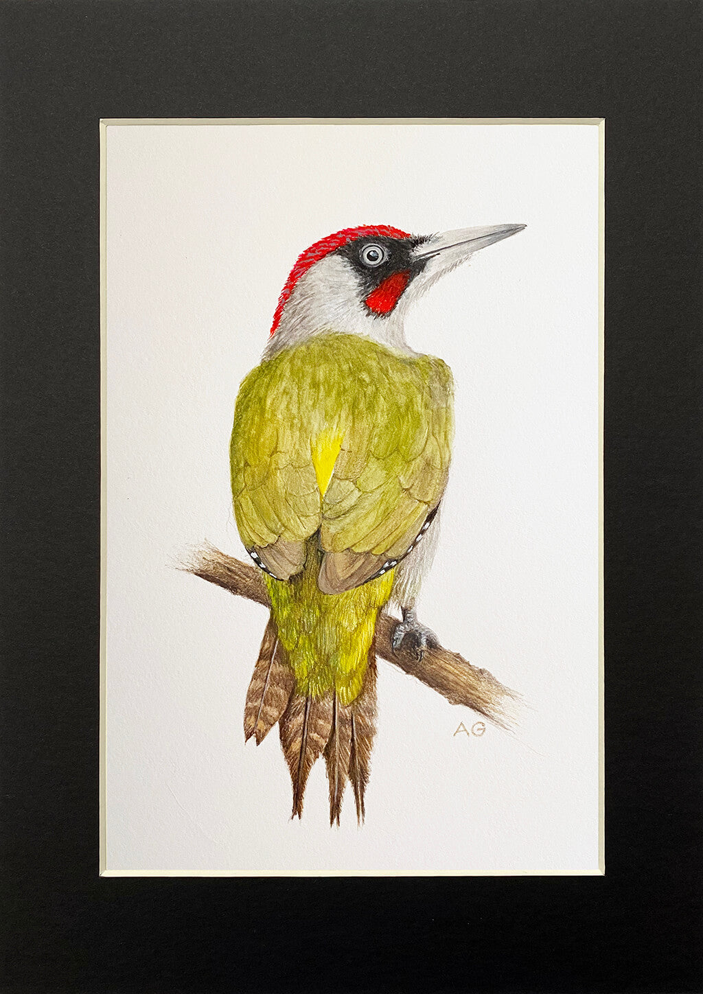 Green Woodpecker A4 Gouache Painting by Amanda Gosse Black Mount