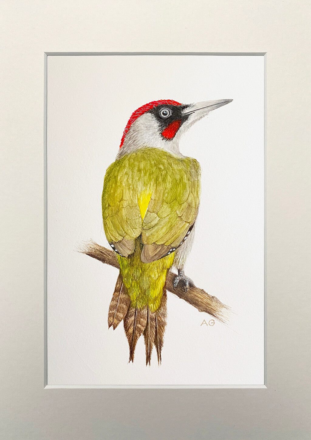 Green Woodpecker A4 Gouache Painting by Amanda Gosse White Mount