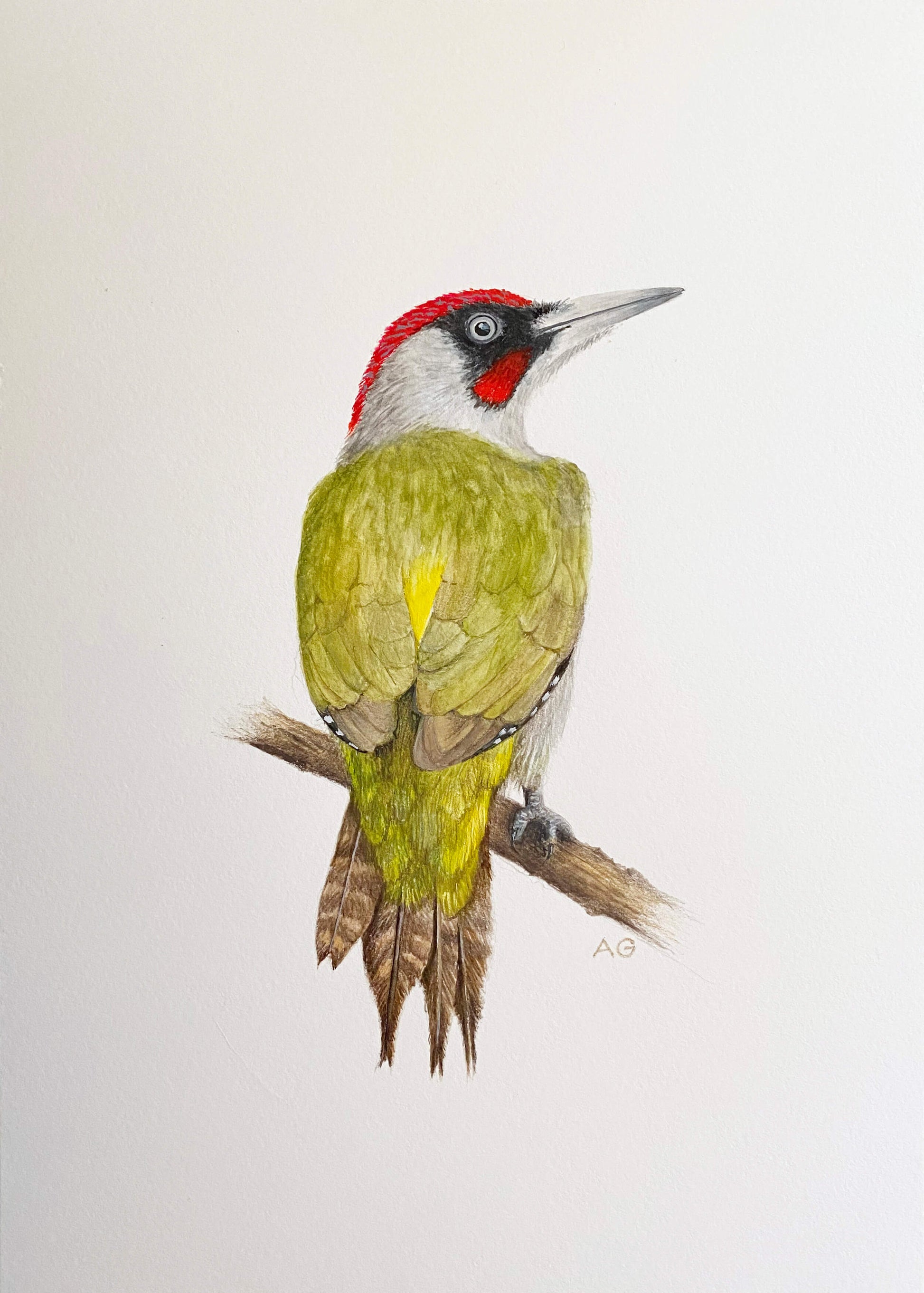 Green Woodpecker A4 Gouache Painting by Amanda Gosse No Mount