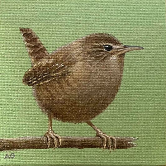 Wren miniature bird painting acrylic on 10 x 10cm canvas board by Amanda Gosse