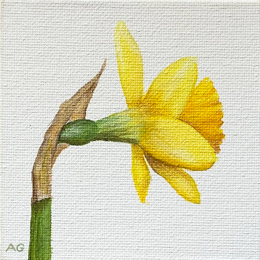 Daffodil miniature flower painting acrylic on 10 x 10cm canvas board by Amanda Gosse