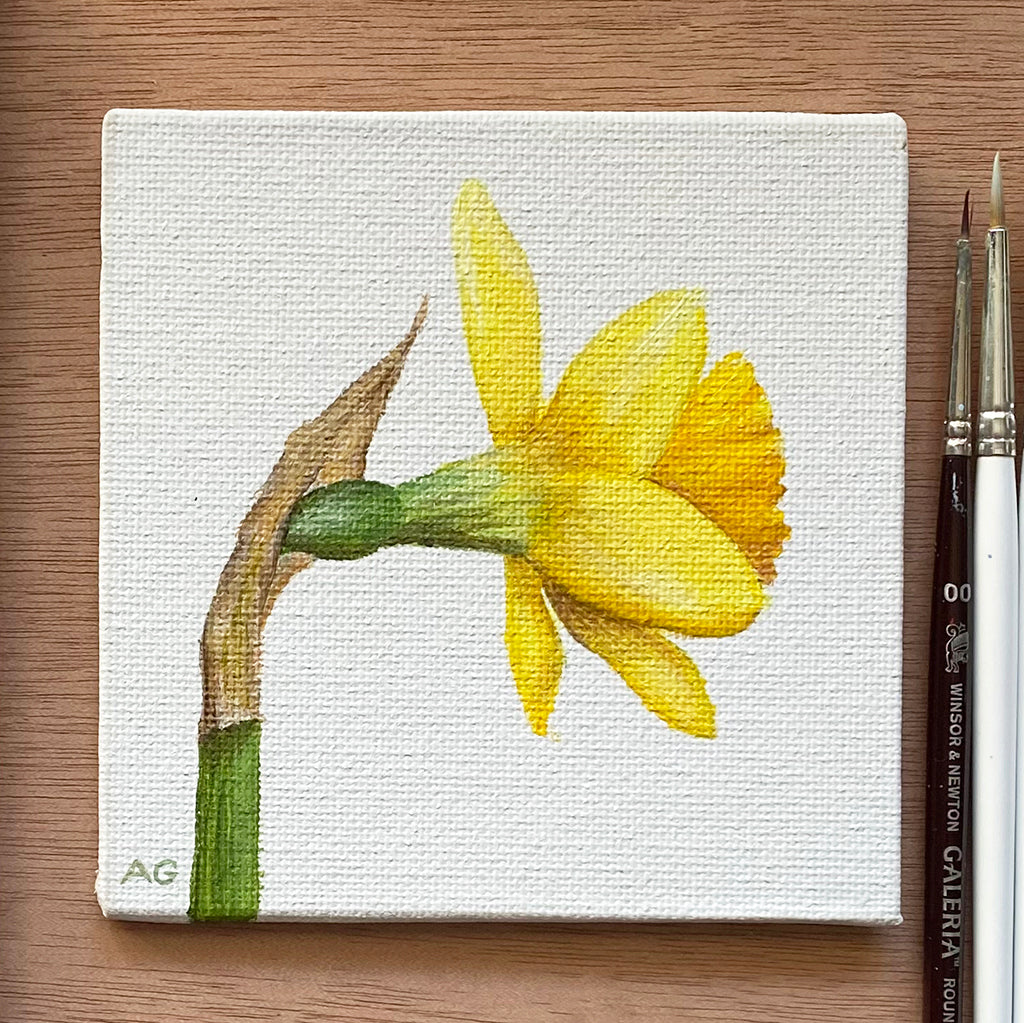 Daffodil miniature flower painting acrylic on 10 x 10cm canvas board by Amanda Gosse