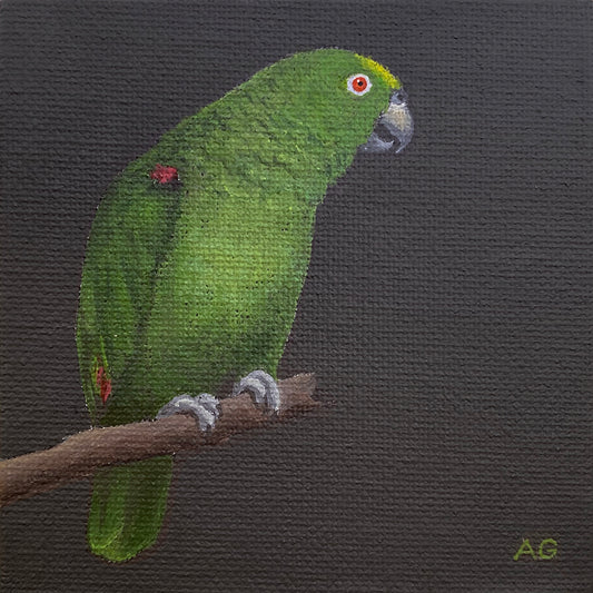 An original miniature painting of a yellow crowned amazon parrot by Amanda Gosse