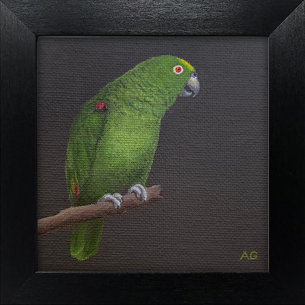 A framed original miniature painting of a yellow crowned amazon parrot by Amanda Gosse