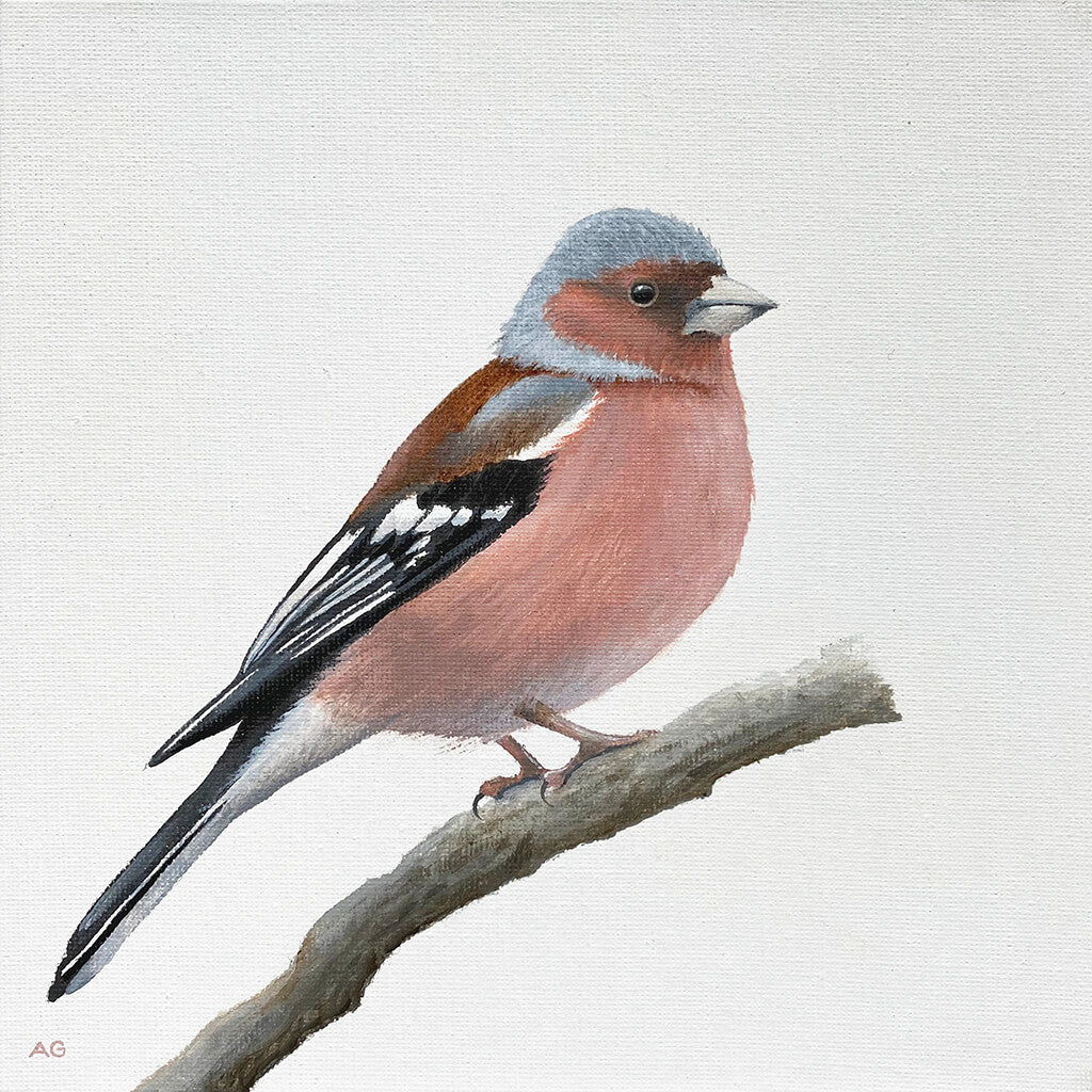 Chaffinch original acrylic on canvas painting by bird artist Amanda Gosse