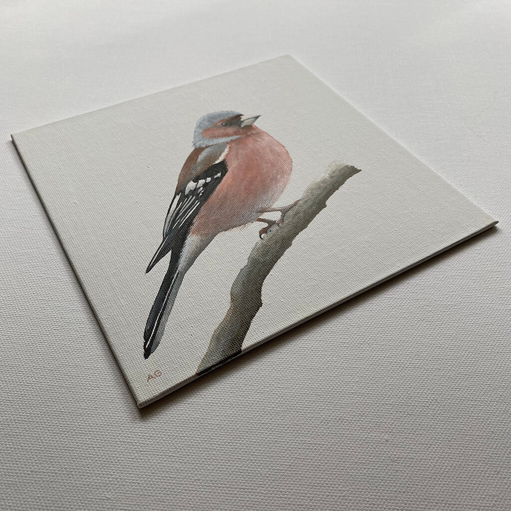 Chaffinch original acrylic on canvas artwork by bird artist Amanda Gosse
