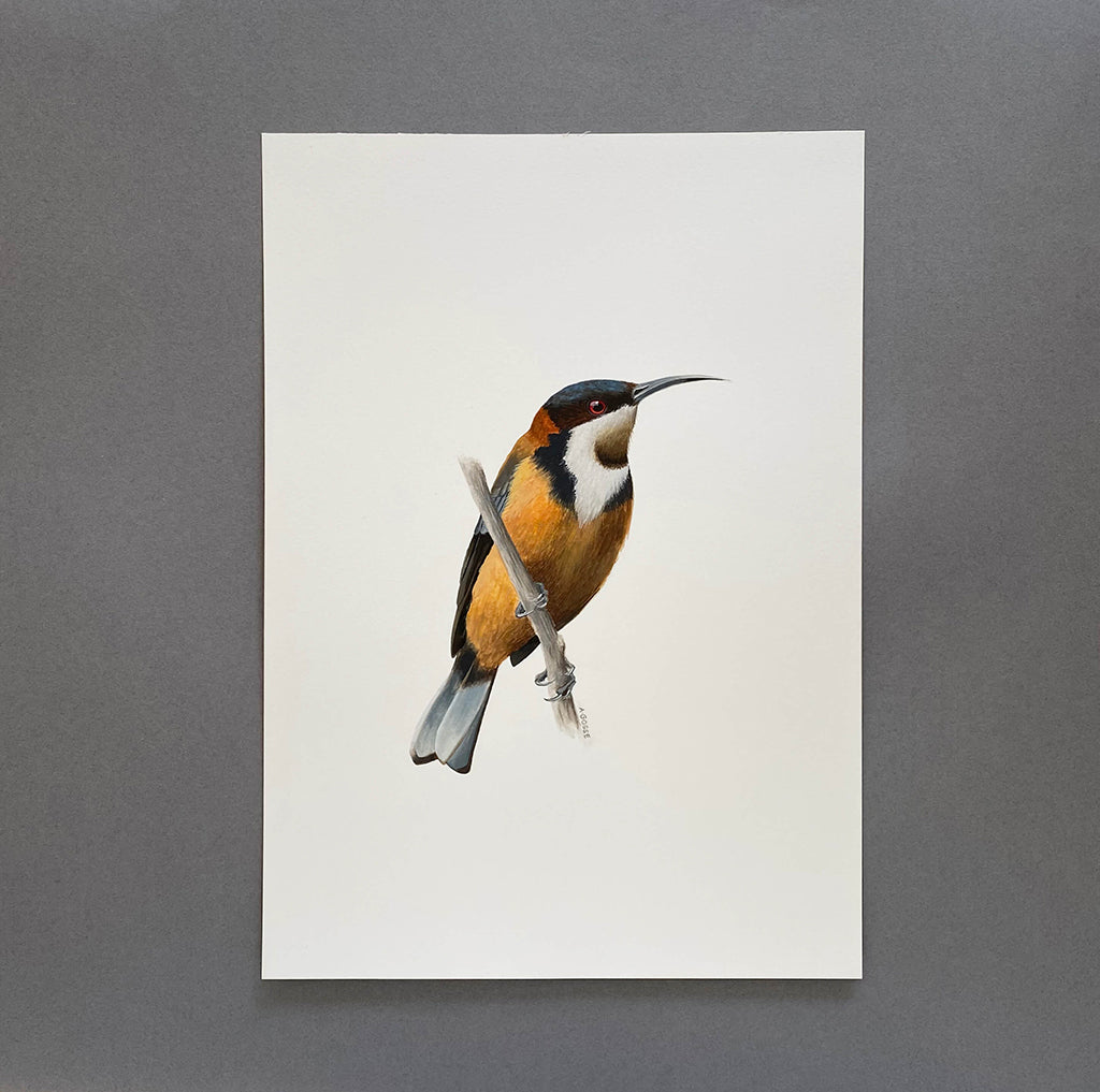 Eastern Spinebill bird gouache artwork painted by Australian bird artist Amanda Gosse A4