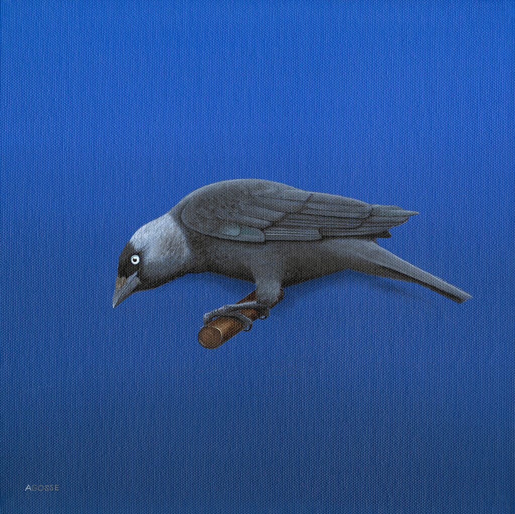 Jackdaw Painting