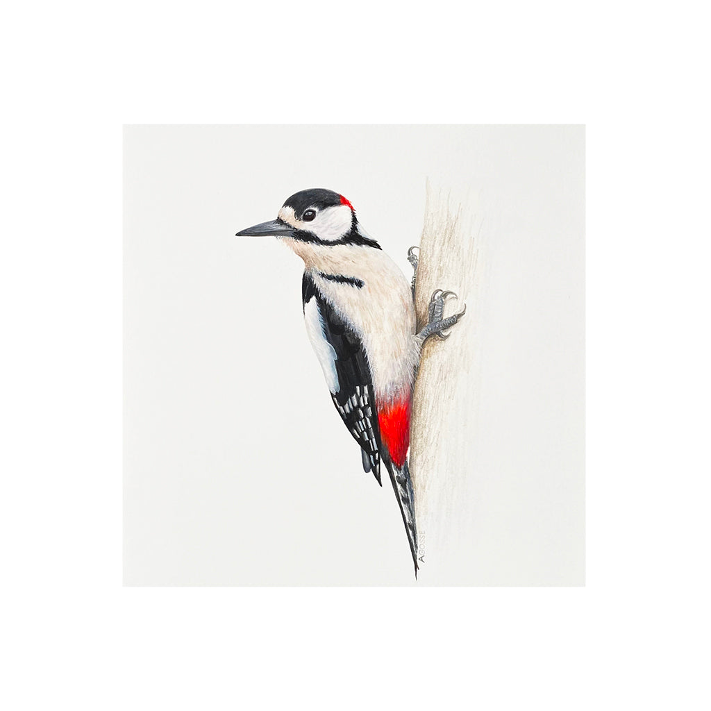 Fine Art Giclée print of Greater Spotted Woodpecker  a painting by Amanda Gosse