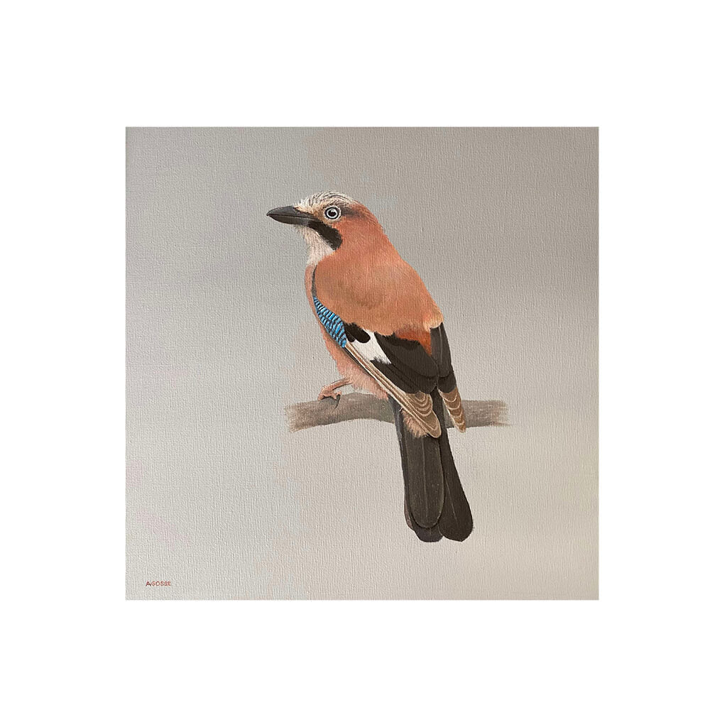 Jay fine art bird print by Amanda Gosse
