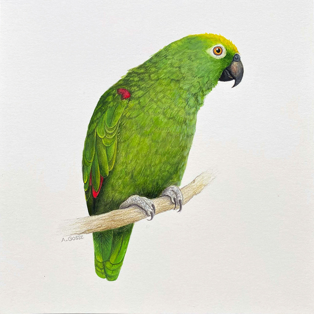 Amazon Parrot original square Gouache Painting by Amanda Gosse bird artist