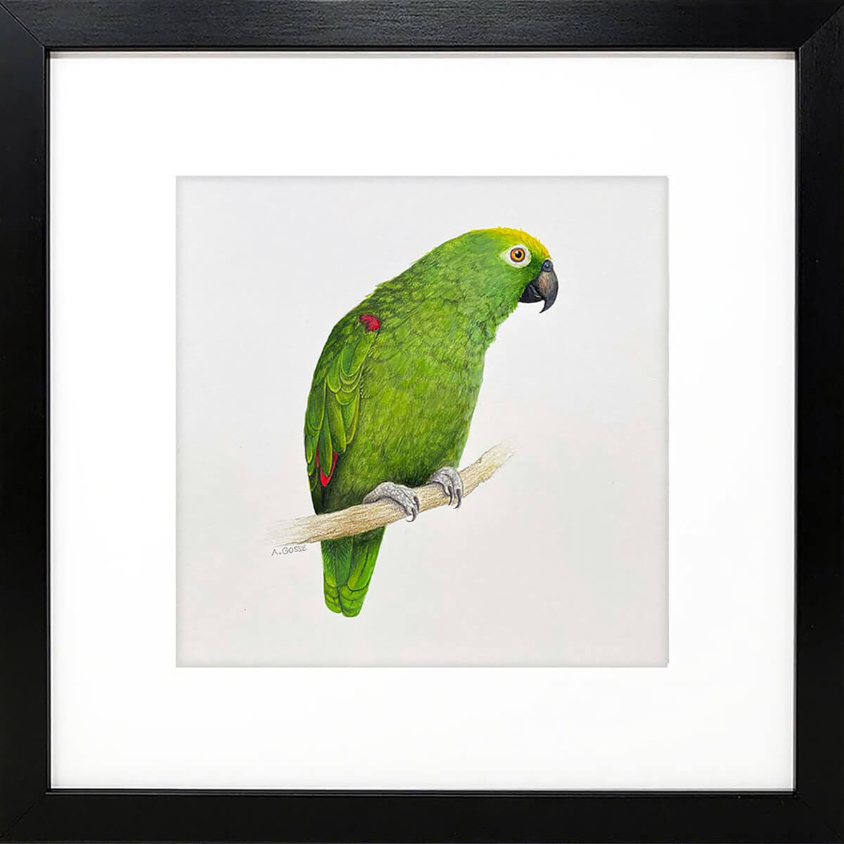 Amazon Parrot original square Gouache Painting by Amanda Gosse bird artist in frame