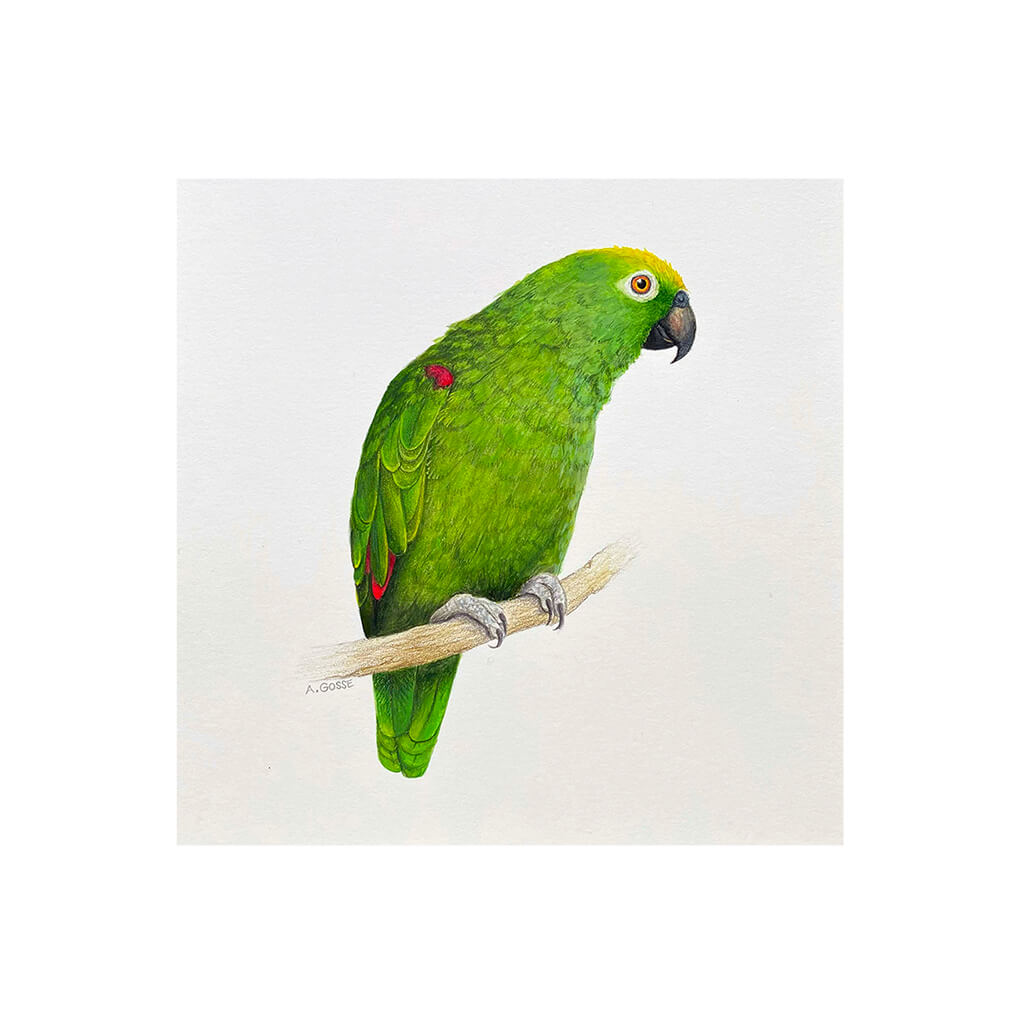 Fine art print of Yellow Crowned Amazon Parrot by Amanda Gosse artist