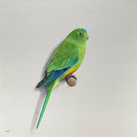 Australian orange-bellied parrot original painting by Amanda Gosse bird artist