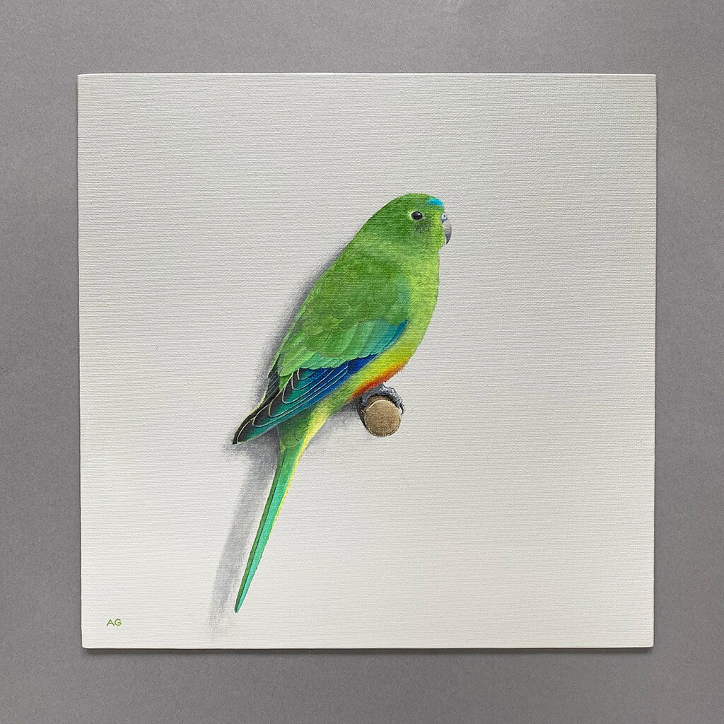 Australian orange-bellied parrot original acrylic on canvas artwork by Amanda Gosse bird artist