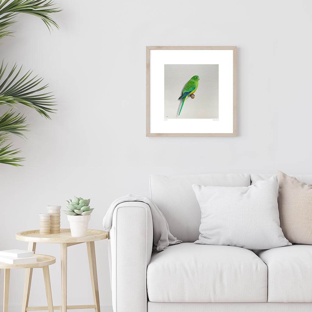 Amanda Gosse Australian bird artist