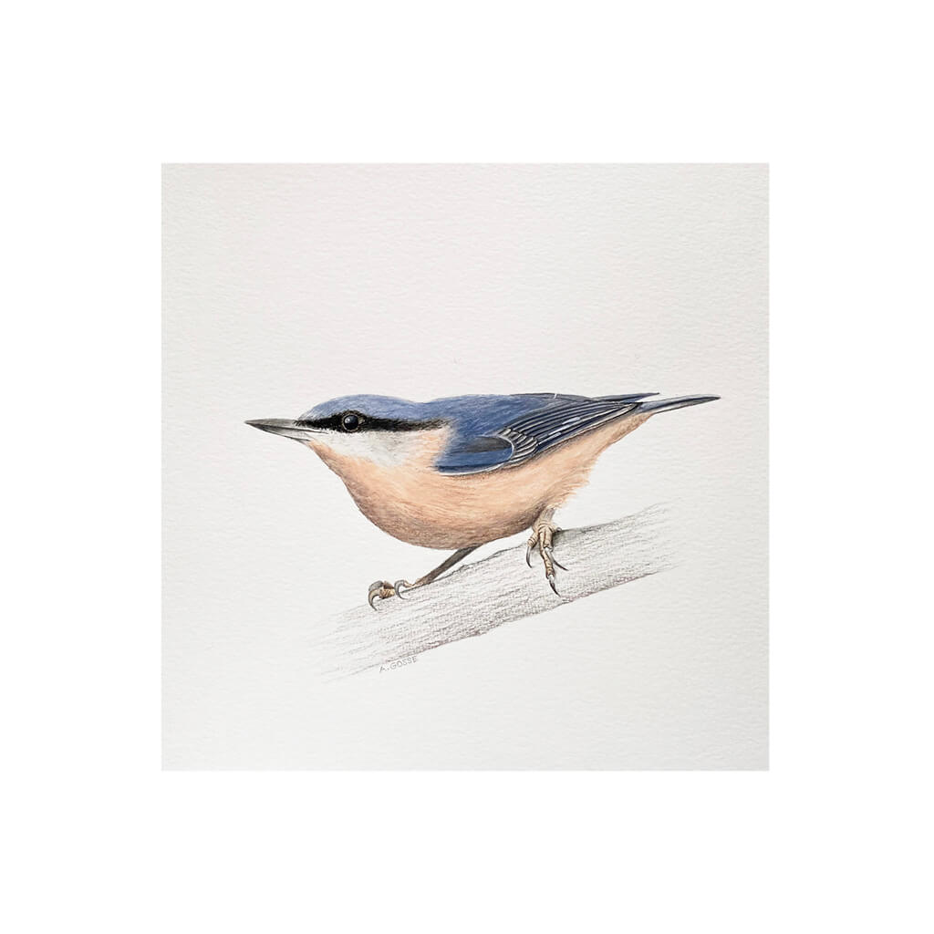 Fine art giclée print of a nuthatch artwork by bird artist Amanda Gosse