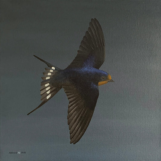 A swallow bird on dark grey background painting in acrylic on square canvas by Amanda Gosse