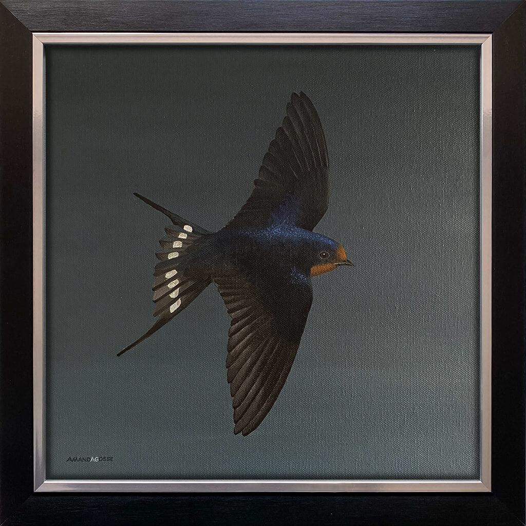A swallow bird on dark grey background framed painting in acrylic on square canvas by Amanda Gosse