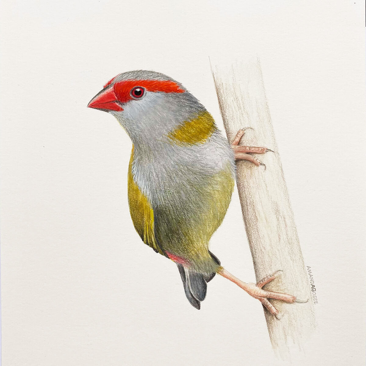 Original gouache on paper painting of a red-browed finch bird by artist Amanda Gosse