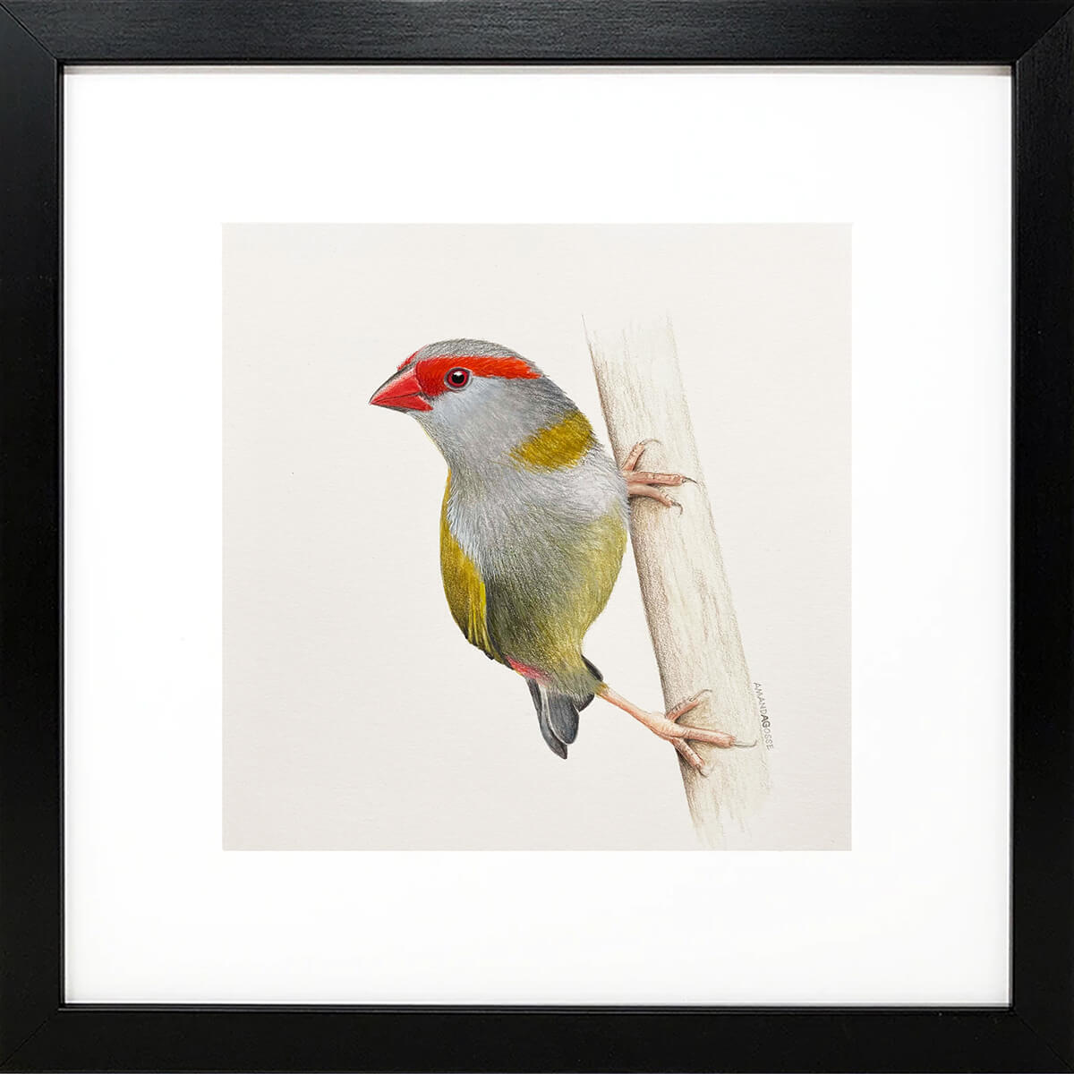 Original framed gouache on paper painting of a red-browed finch bird by artist Amanda Gosse