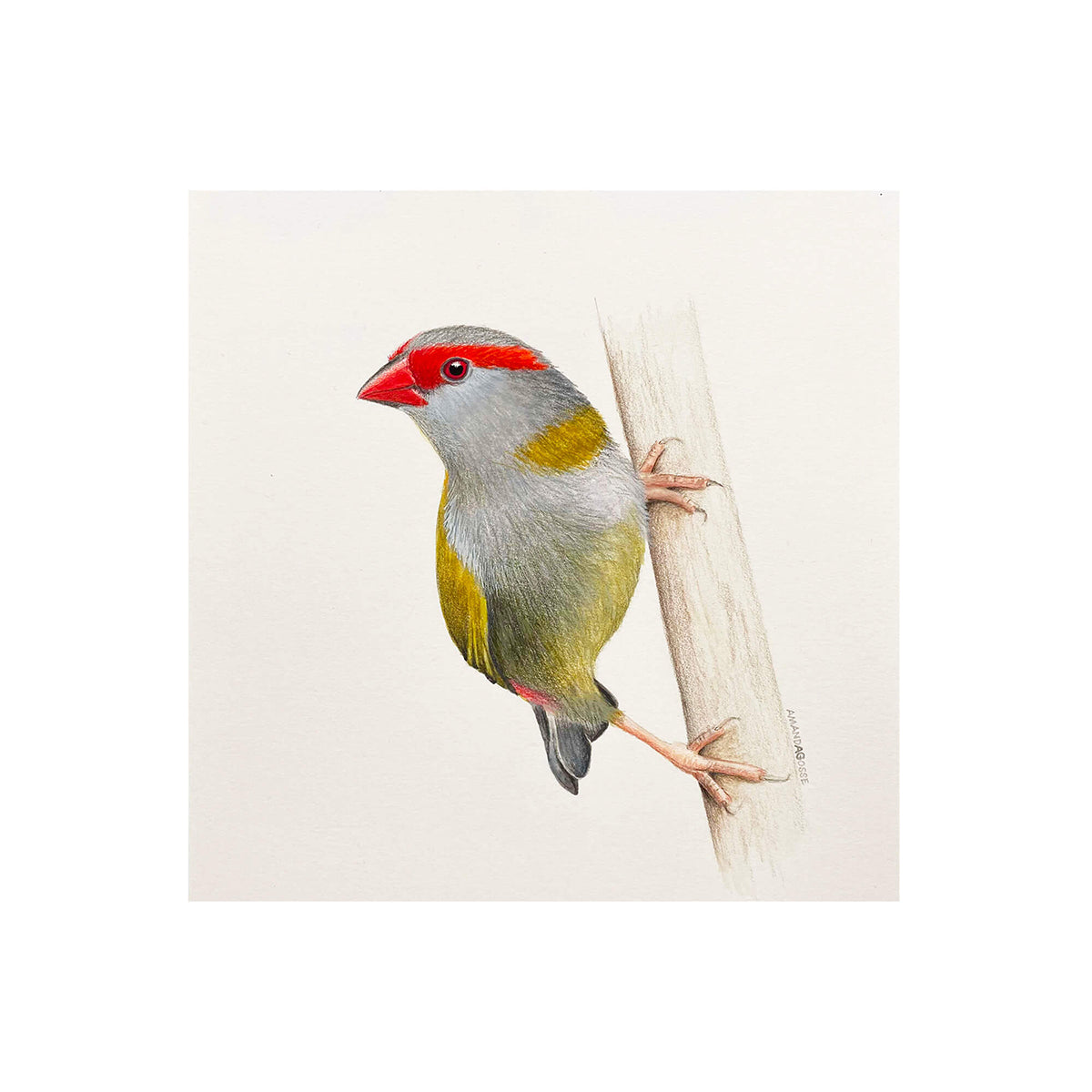 Fine art giclée print of a Red-browed Finch artwork by bird artist Amanda Gosse