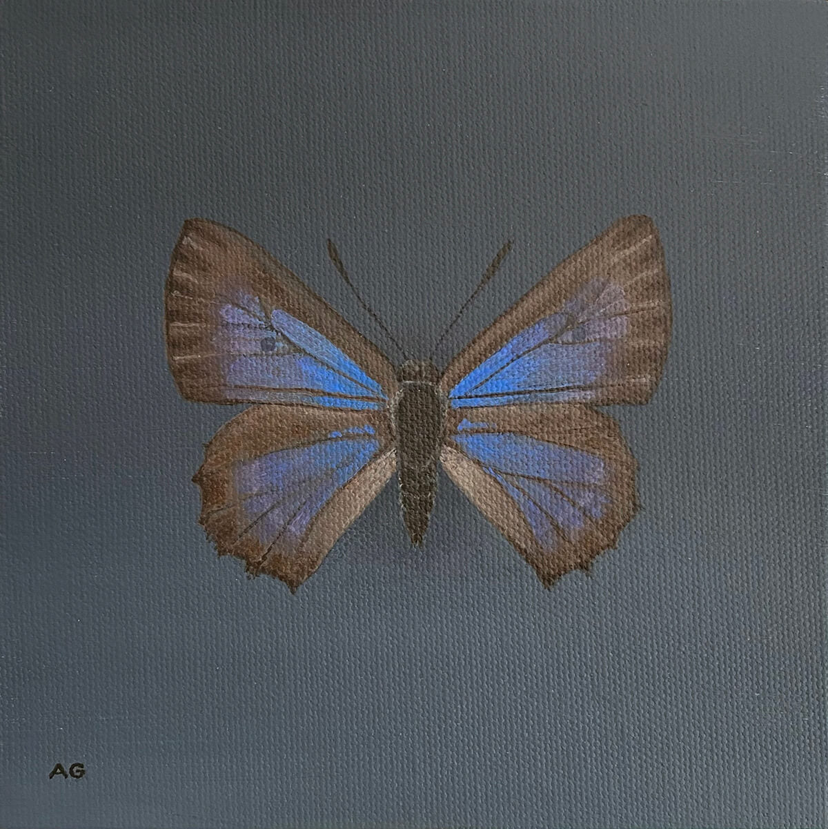 Original painting of a Bulloak Jewel Butterfly Acrylic on canvas artwork by Amanda Gosse